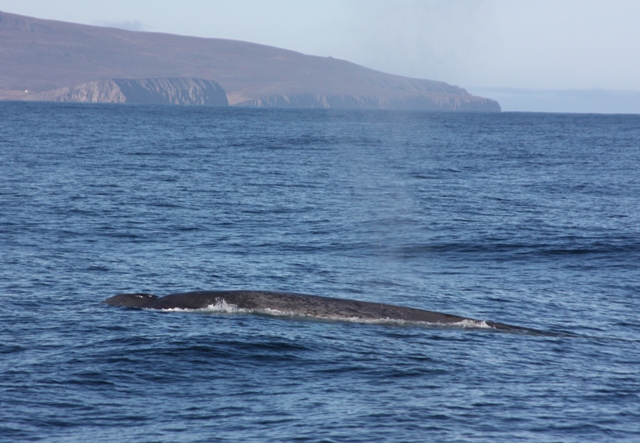 Sept 27 Blue whale breathing